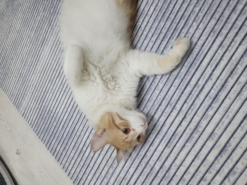 Sarman, Kedi Sütlaç fotoğrafı