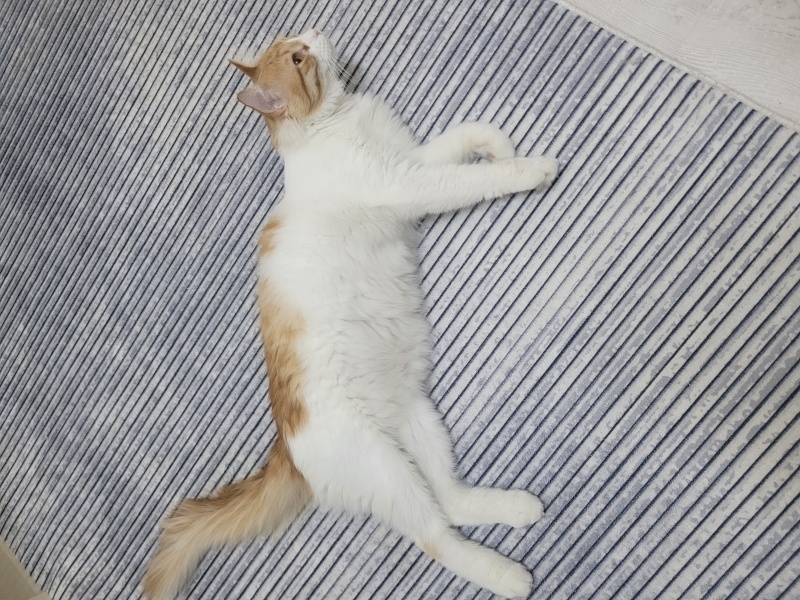 Sarman, Kedi Sütlaç fotoğrafı