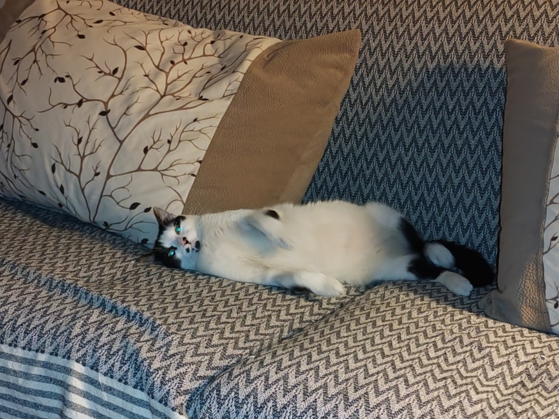 Tekir Kedi, Kedi Minnak fotoğrafı