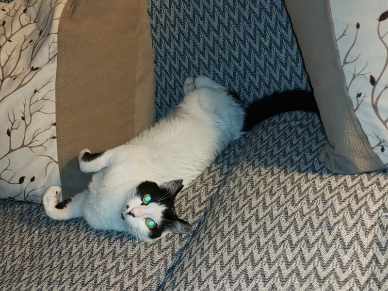 Tekir Kedi, Kedi Minnak fotoğrafı