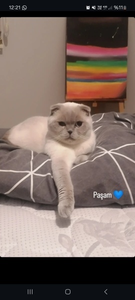 Scottish Fold, Kedi Paşa fotoğrafı