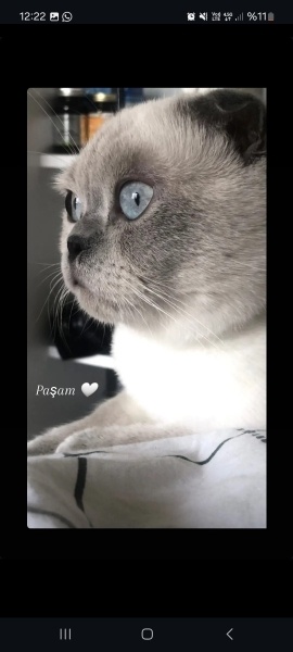 Scottish Fold, Kedi Paşa fotoğrafı