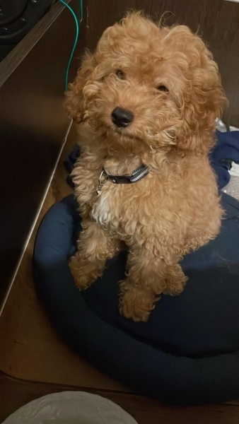 Poodle (Minyatür Kaniş), Köpek Kaju fotoğrafı