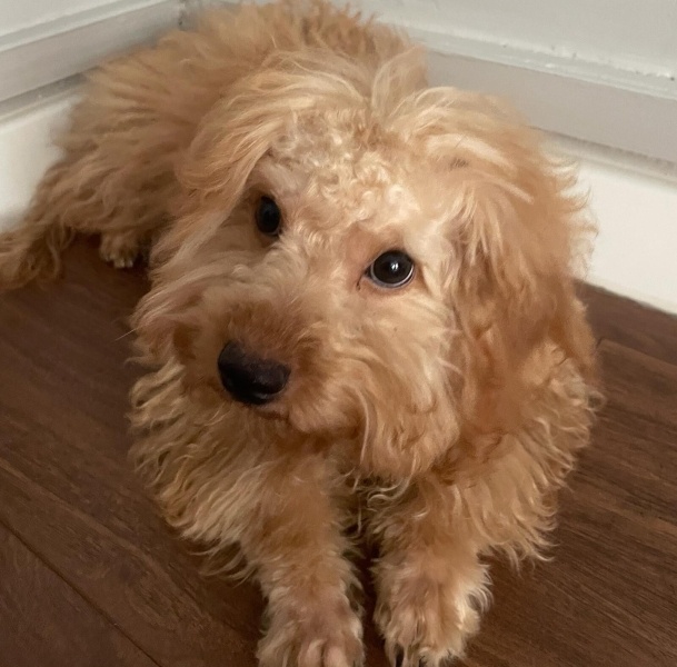 Poodle (Minyatür Kaniş), Köpek Kaju fotoğrafı