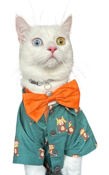 British Shorthair, Kedi ZEUS fotoğrafı