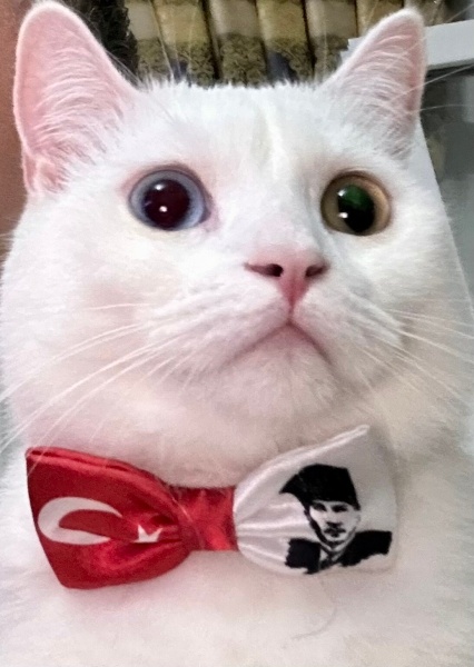 British Shorthair, Kedi ZEUS fotoğrafı