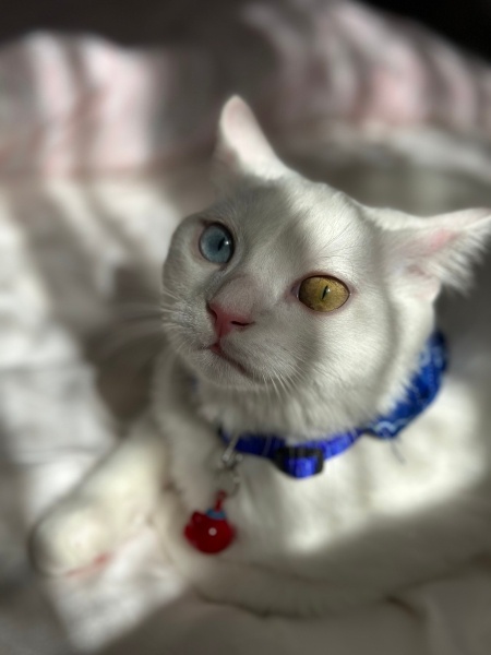 British Shorthair, Kedi ZEUS fotoğrafı