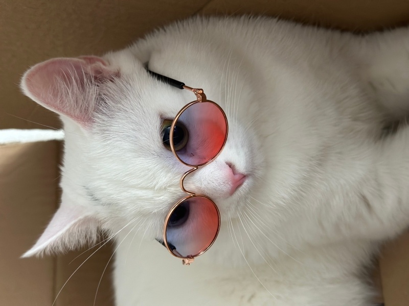 British Shorthair, Kedi ZEUS fotoğrafı