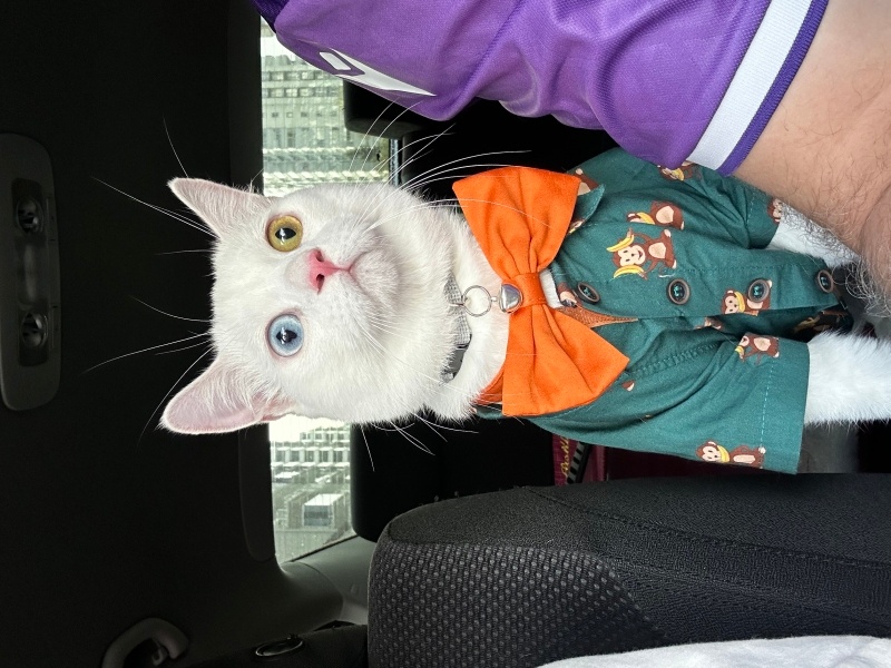 British Shorthair, Kedi ZEUS fotoğrafı