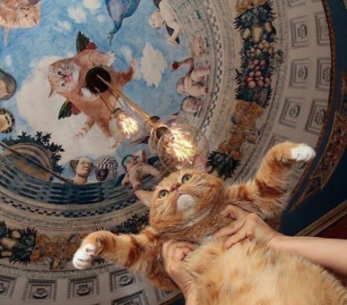 Sarman, Kedi Latte fotoğrafı