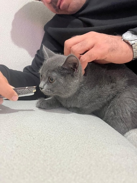British Shorthair, Kedi Tarçın fotoğrafı