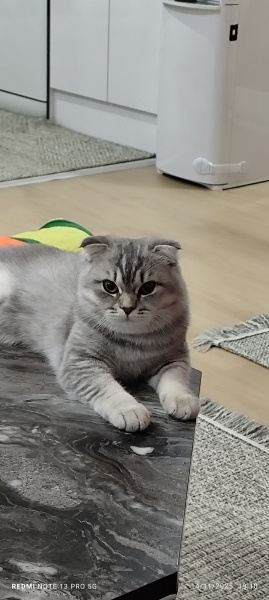 Scottish Fold, Kedi Nubi fotoğrafı