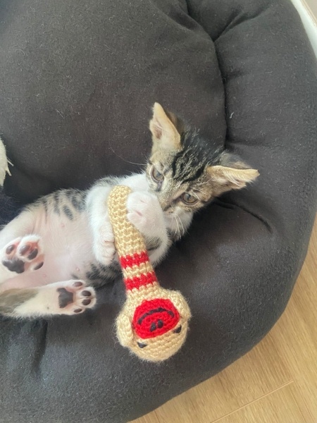 Tekir Kedi, Kedi Aslan fotoğrafı