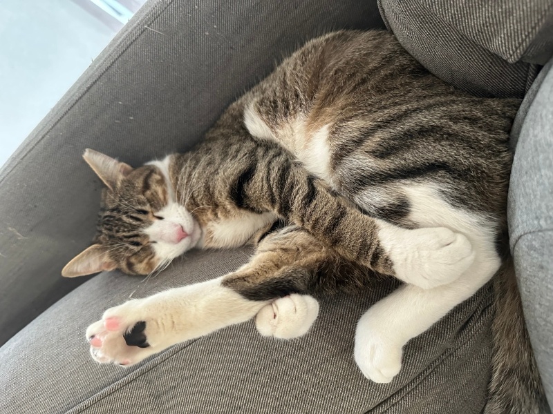 Tekir Kedi, Kedi Lili fotoğrafı