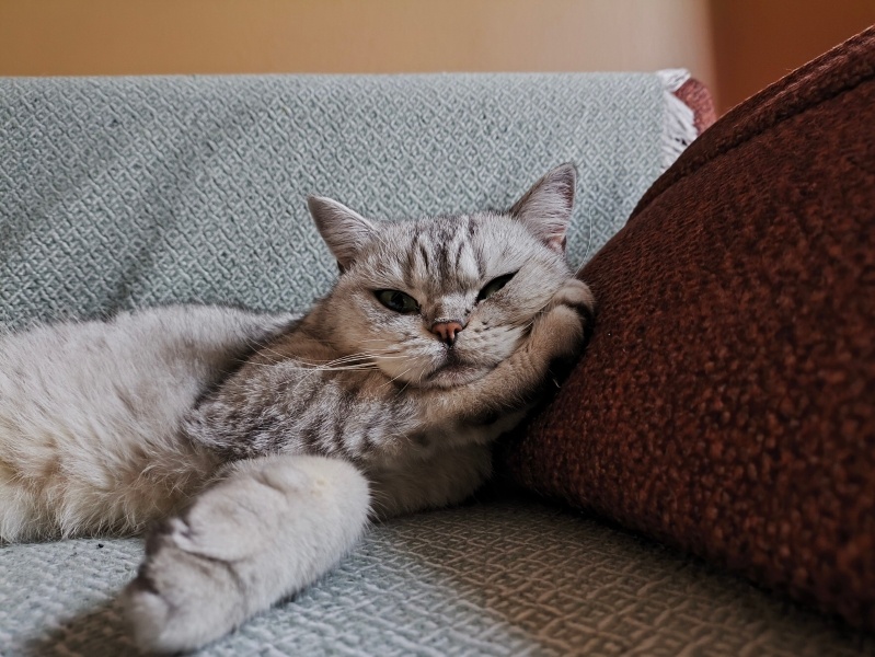 British Shorthair, Kedi Mochi fotoğrafı