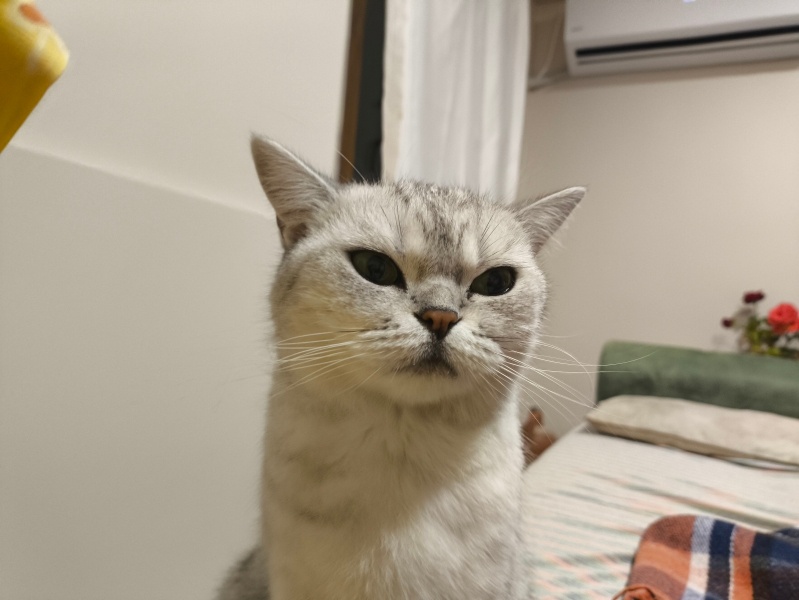 British Shorthair, Kedi Mochi fotoğrafı