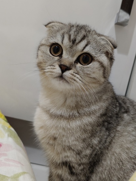Scottish Fold, Kedi Maya fotoğrafı