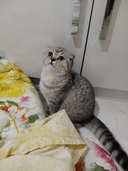 Scottish Fold, Kedi Maya fotoğrafı