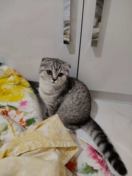 Scottish Fold, Kedi Maya fotoğrafı