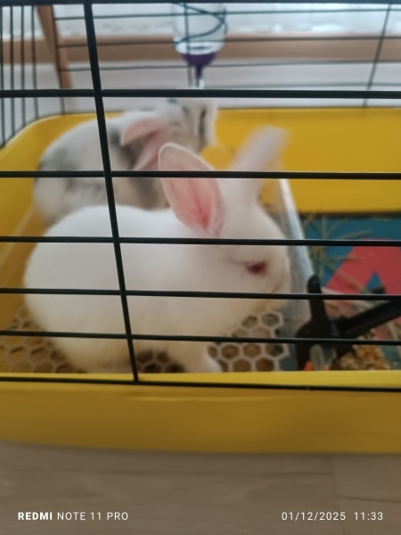 Tavşan, Kemirgen Pamuk fotoğrafı