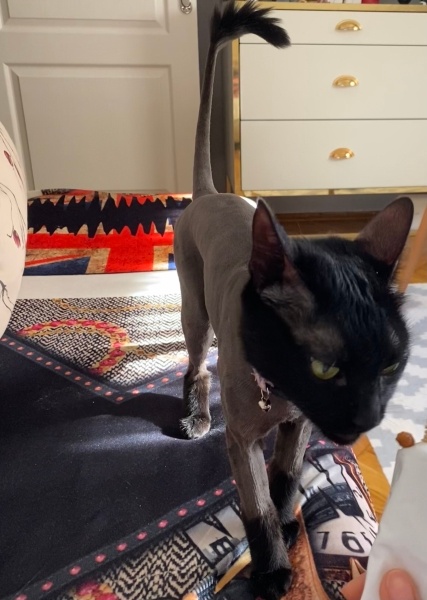 Tekir Kedi, Kedi Güneş fotoğrafı