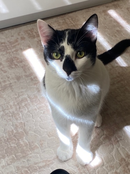 Tuxedo (Smokin) Kedi, Kedi Tetra fotoğrafı