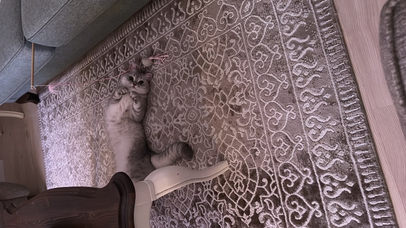 British Shorthair, Kedi Sütlaç fotoğrafı