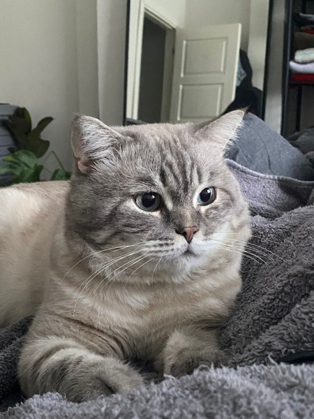 British Shorthair, Kedi Benjamin fotoğrafı