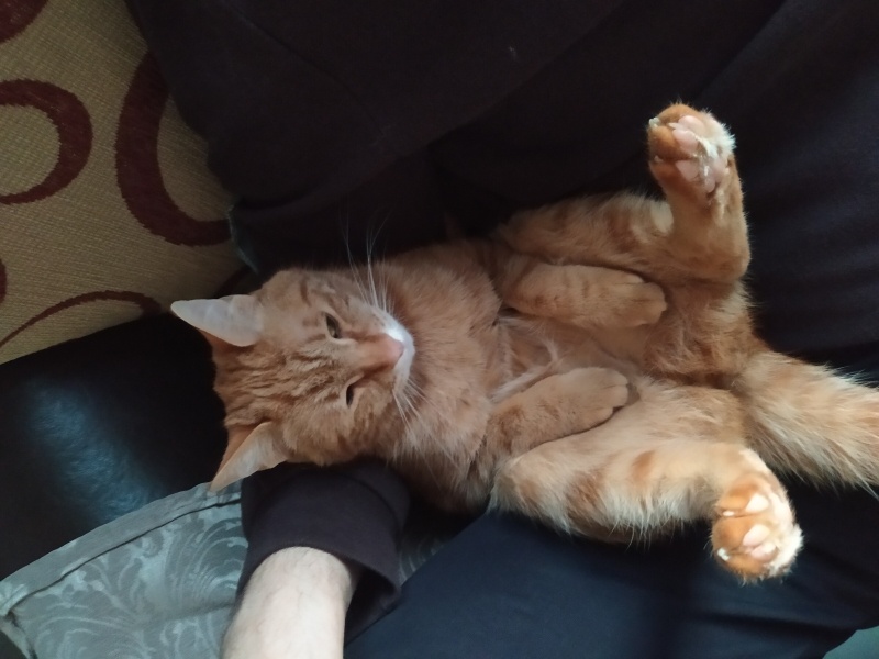 Tekir Kedi, Kedi Yulaf fotoğrafı