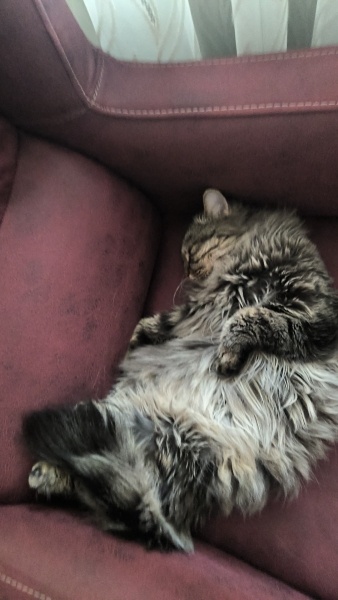Scottish Fold, Kedi Duman fotoğrafı