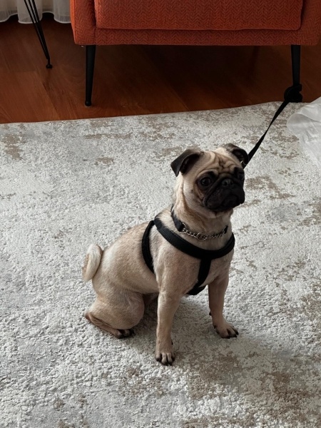Pug, Köpek Lusi fotoğrafı