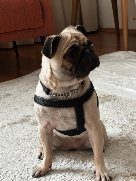 Pug, Köpek Lusi fotoğrafı