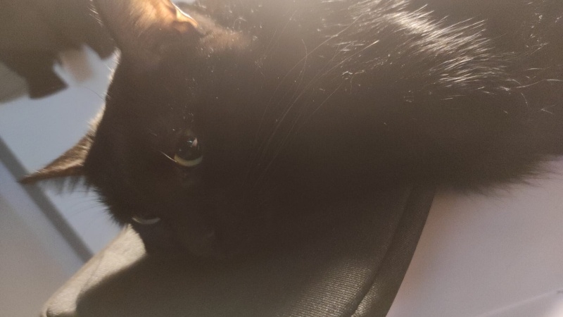 Tekir Kedi, Kedi Cohiba fotoğrafı