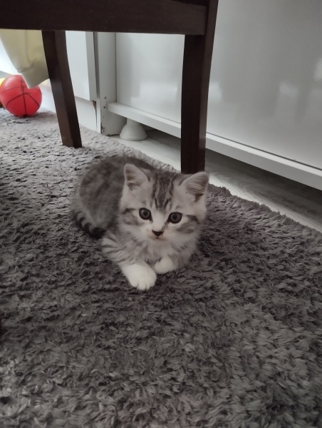 Van Kedisi, Kedi Badem fotoğrafı