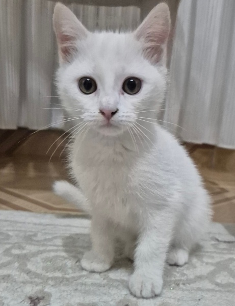 Ankara Kedisi, Kedi Pamuk fotoğrafı