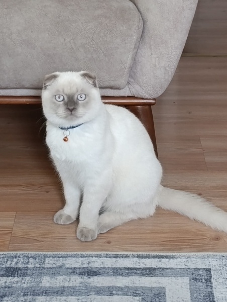 Colorpoint Shorthair, Kedi Bulut fotoğrafı