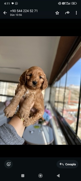 Maltese, Köpek Adı henüz uok fotoğrafı