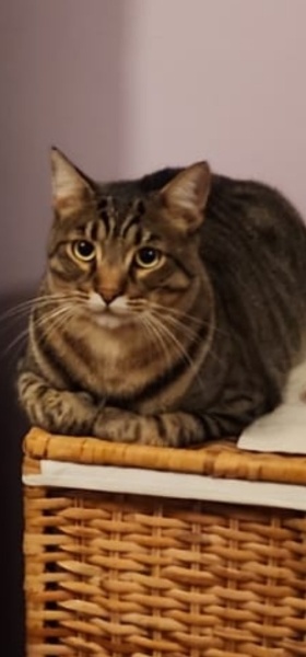 Tekir Kedi, Kedi Kotik fotoğrafı