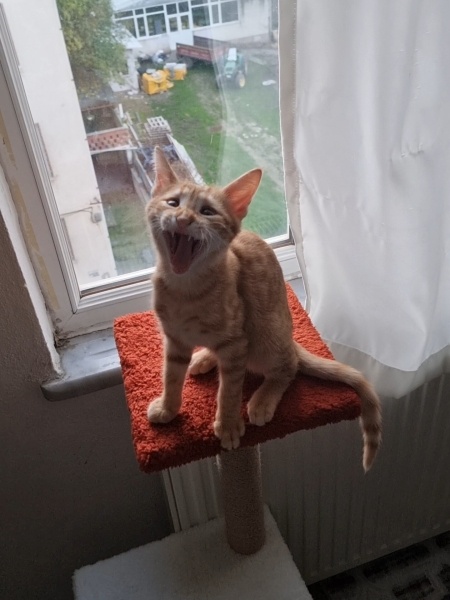 Tekir Kedi, Kedi Simba fotoğrafı