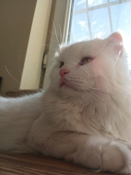 British Longhair, Kedi Pamuk fotoğrafı