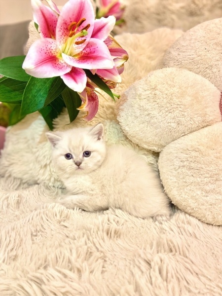 British Shorthair, Kedi Pamuk fotoğrafı