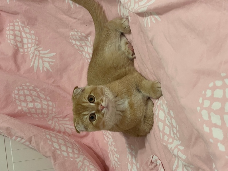 Scottish Fold, Kedi Balım fotoğrafı