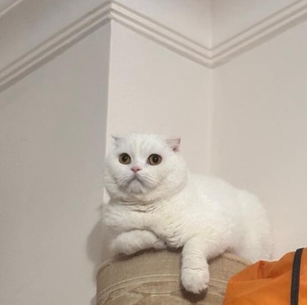 Scottish Fold, Kedi Mars fotoğrafı