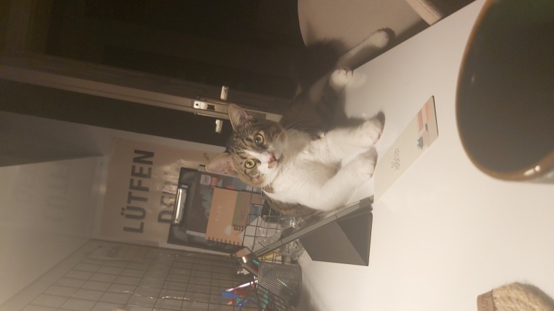 Tekir Kedi, Kedi Ponçik fotoğrafı