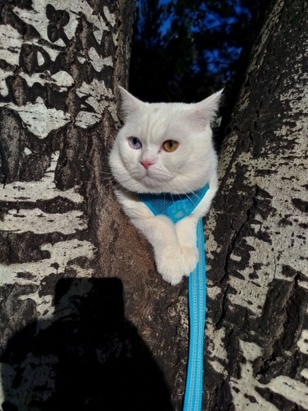 British Shorthair, Kedi Salem fotoğrafı