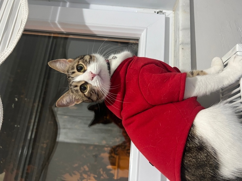 Tekir Kedi, Kedi ŞİRAZ fotoğrafı