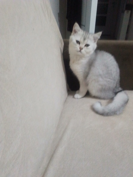 American Shorthair, Kedi Doruk fotoğrafı