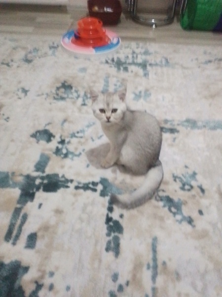 American Shorthair, Kedi Doruk fotoğrafı