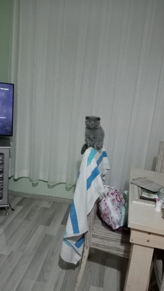 Scottish Fold, Kedi Luna fotoğrafı