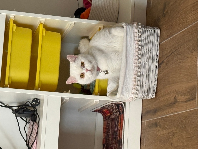 British Shorthair, Kedi Berlin fotoğrafı
